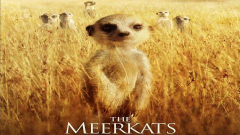 The Meerkats 2008